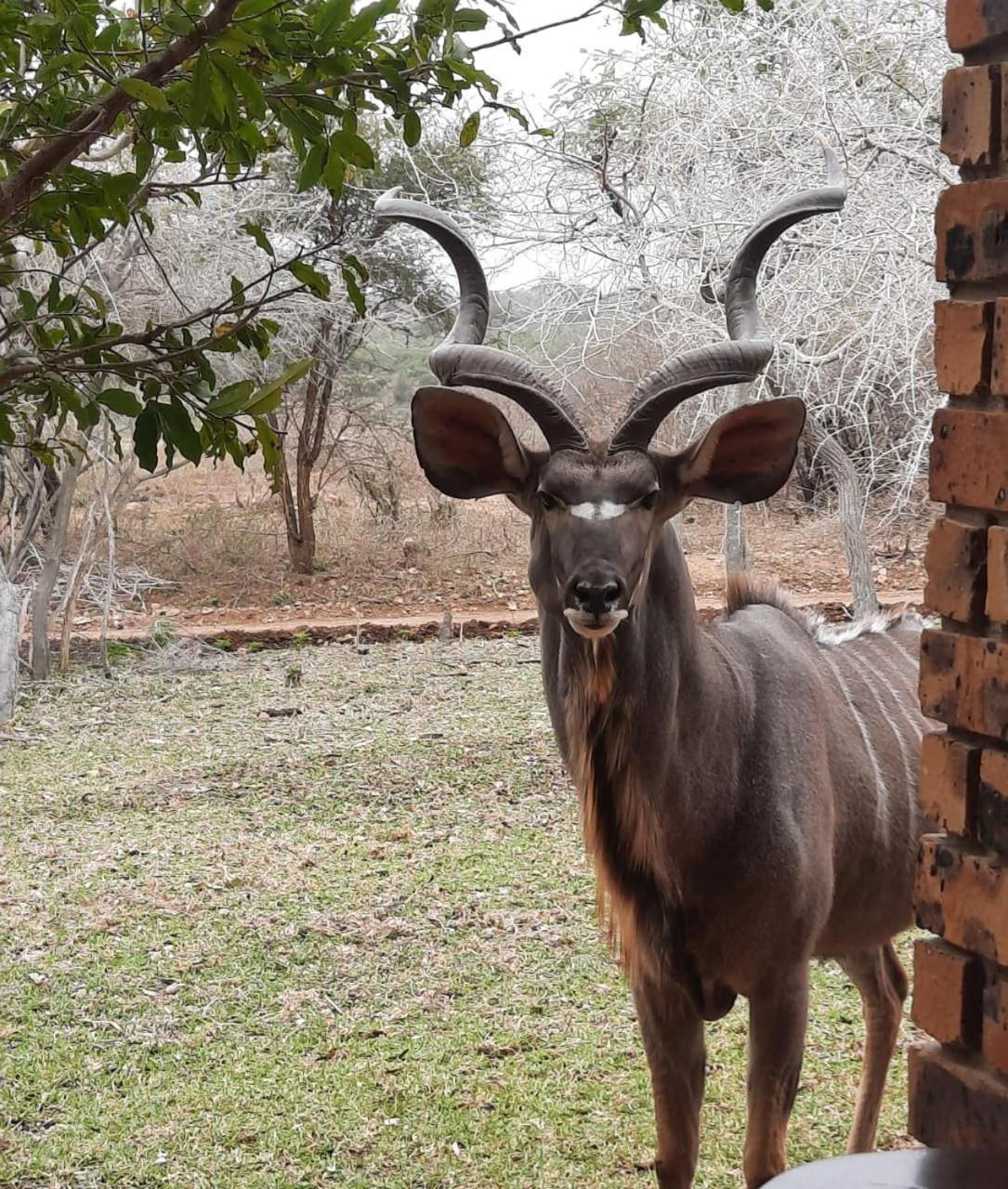 Kruger Riverside Lodge - No Load-Shedding 玛洛斯帕克 外观 照片