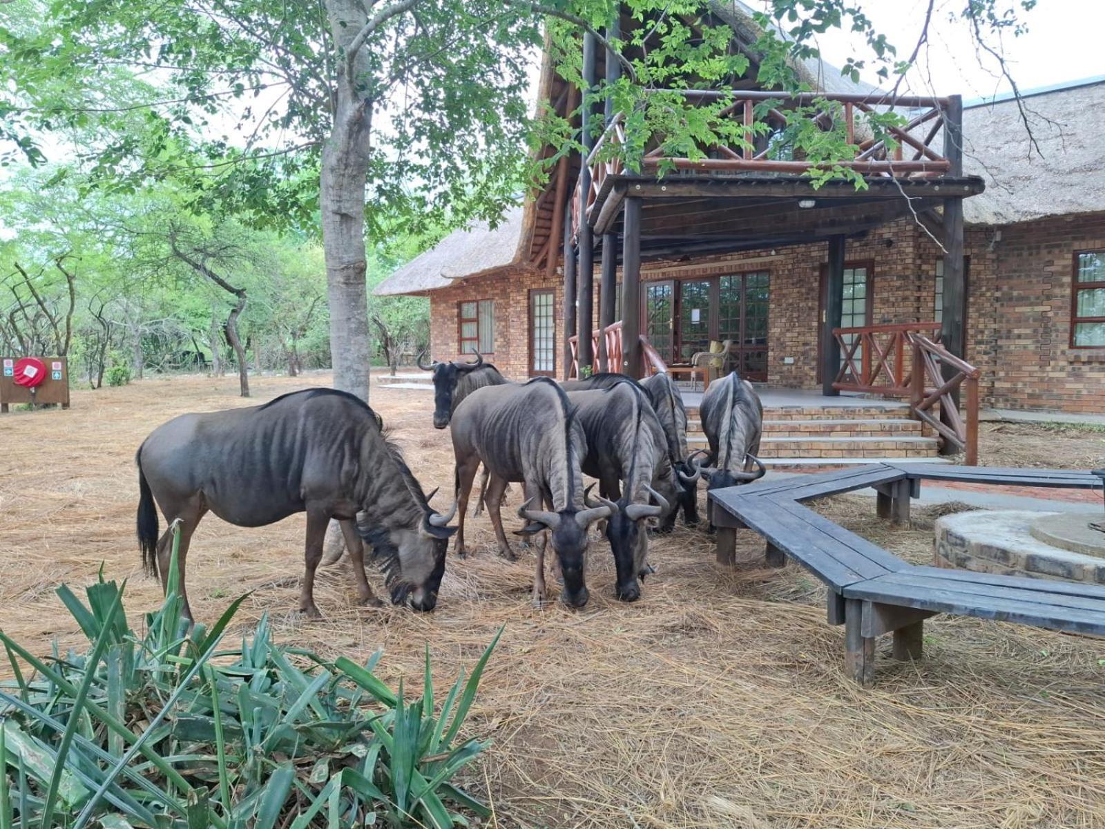 Kruger Riverside Lodge - No Load-Shedding 玛洛斯帕克 外观 照片