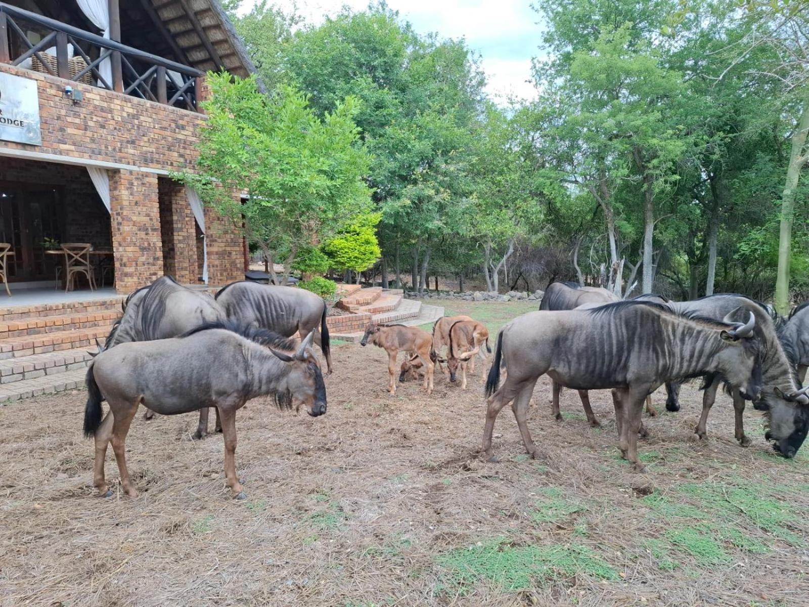 Kruger Riverside Lodge - No Load-Shedding 玛洛斯帕克 外观 照片