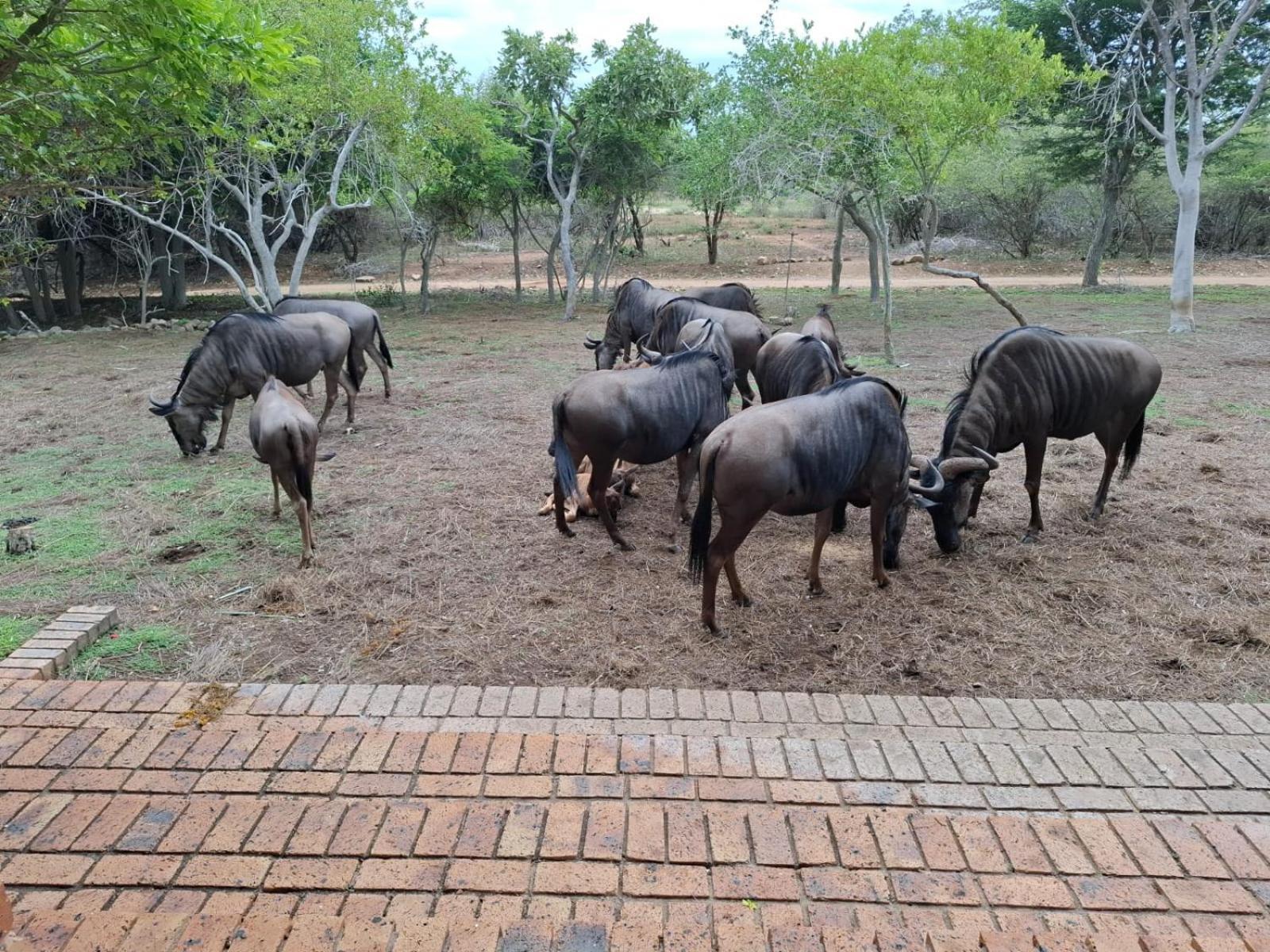 Kruger Riverside Lodge - No Load-Shedding 玛洛斯帕克 外观 照片