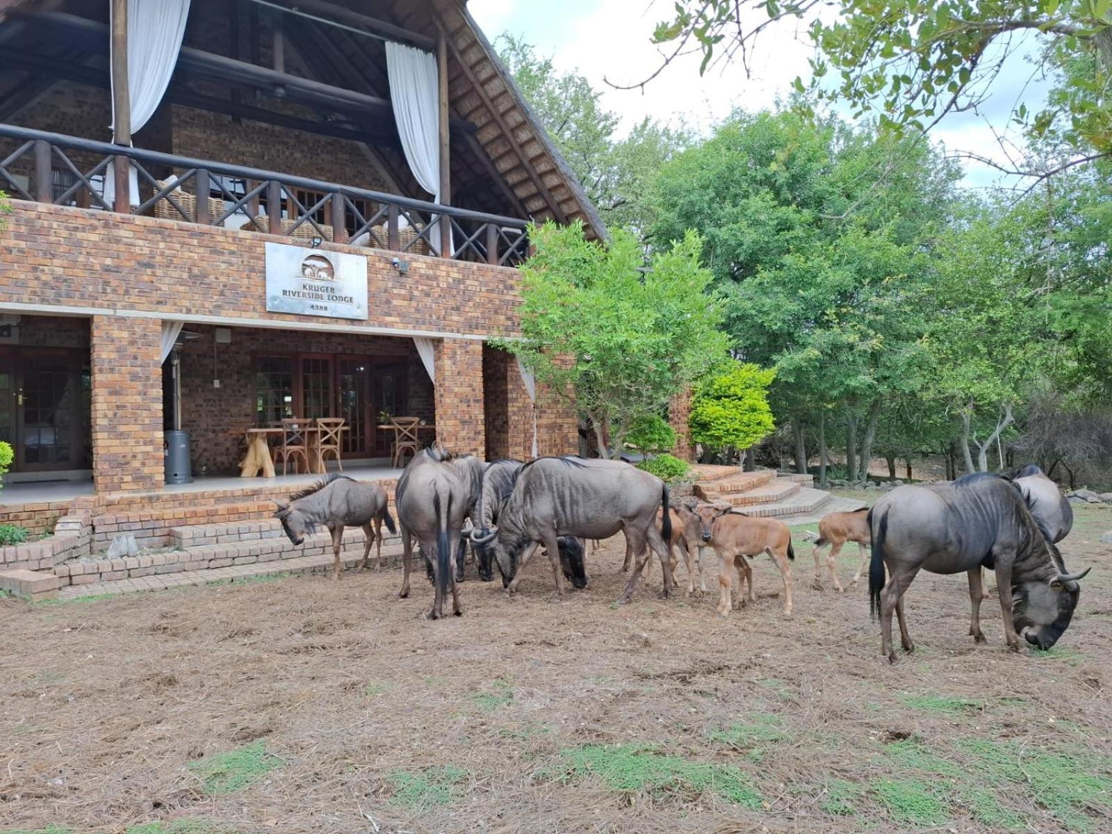 Kruger Riverside Lodge - No Load-Shedding 玛洛斯帕克 外观 照片
