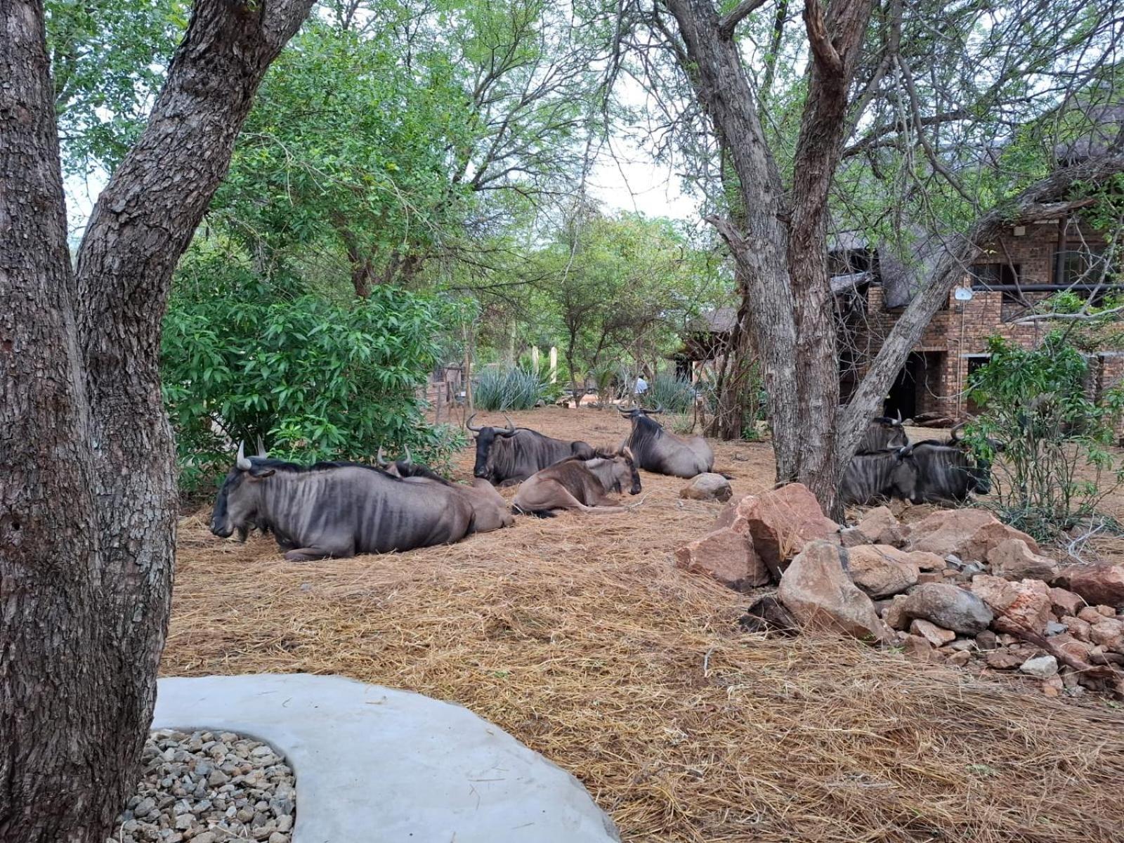 Kruger Riverside Lodge - No Load-Shedding 玛洛斯帕克 外观 照片