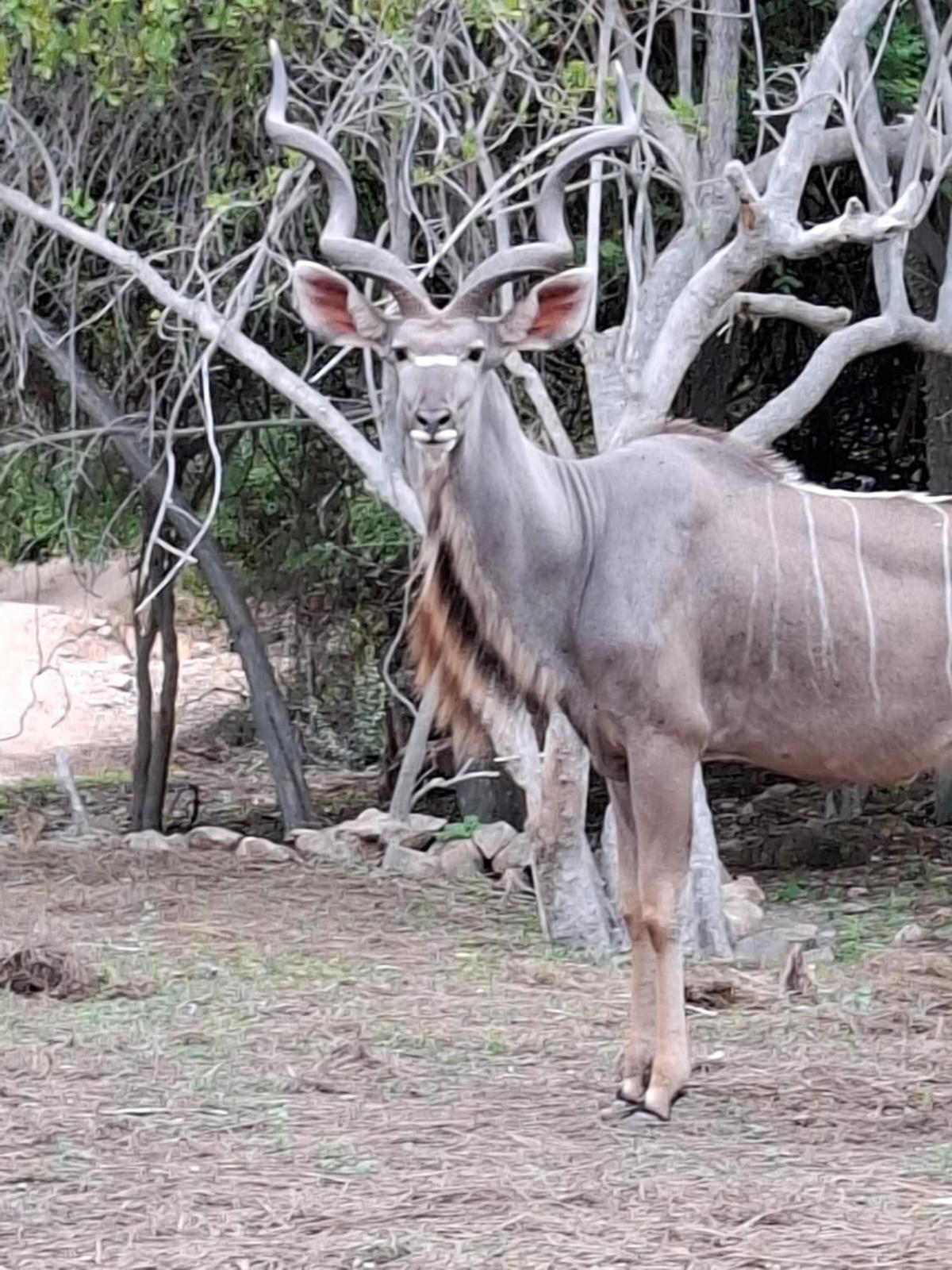 Kruger Riverside Lodge - No Load-Shedding 玛洛斯帕克 外观 照片