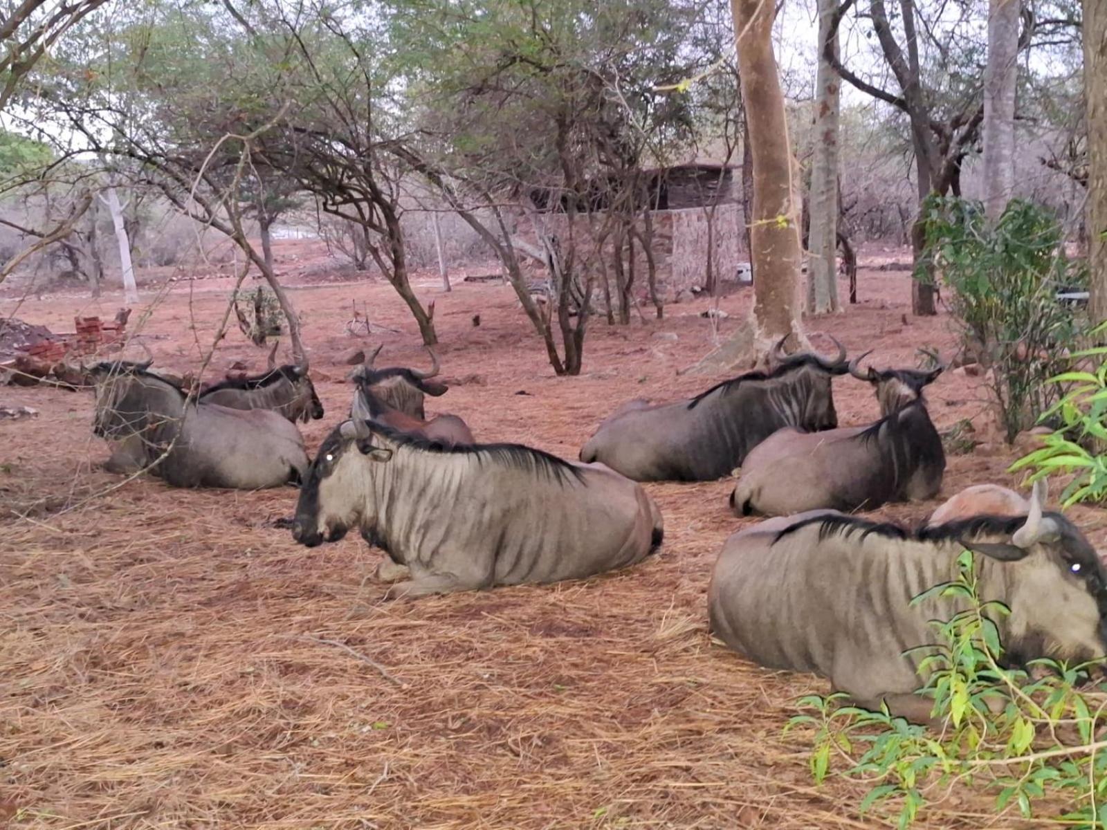 Kruger Riverside Lodge - No Load-Shedding 玛洛斯帕克 外观 照片