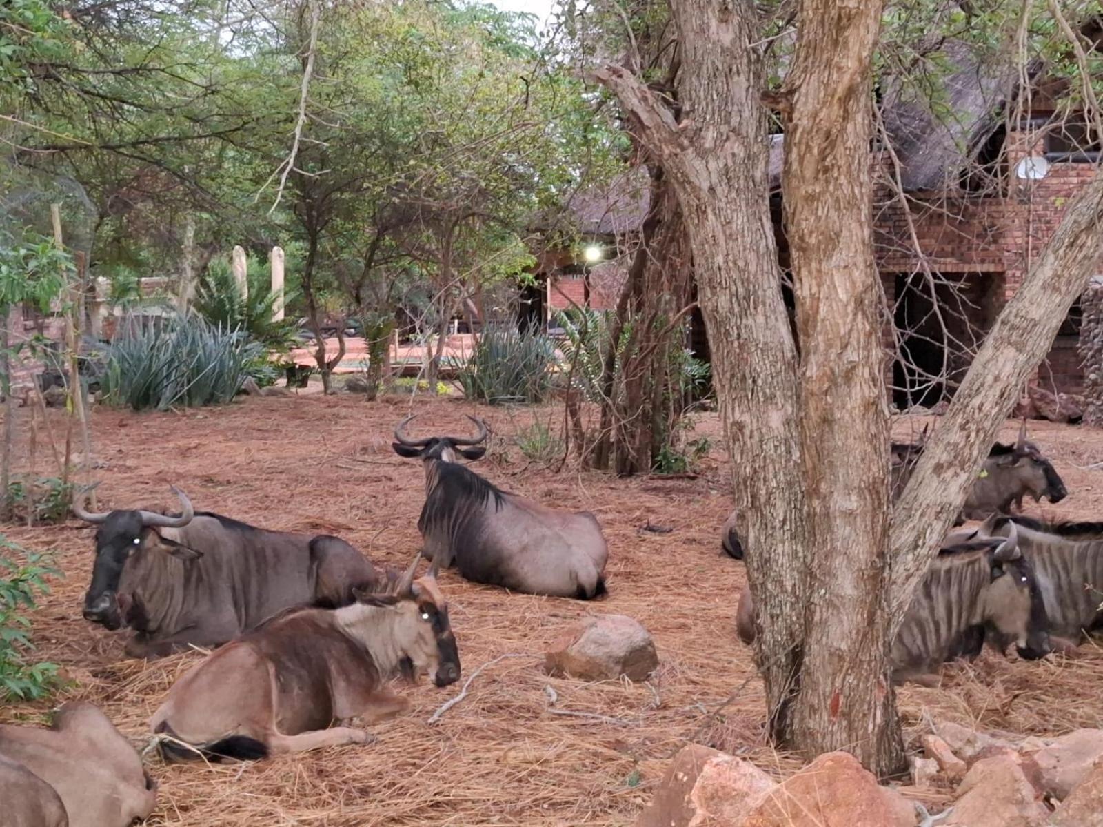 Kruger Riverside Lodge - No Load-Shedding 玛洛斯帕克 外观 照片
